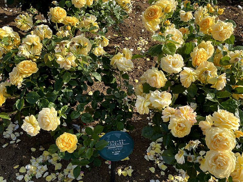 生田緑地バラ苑　黄色いバラ