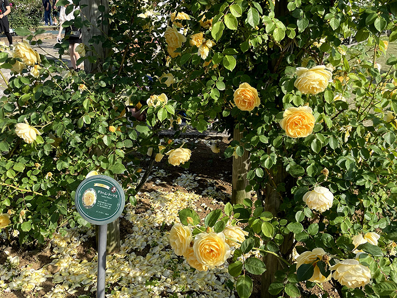 生田緑地バラ苑　黄色いバラ
