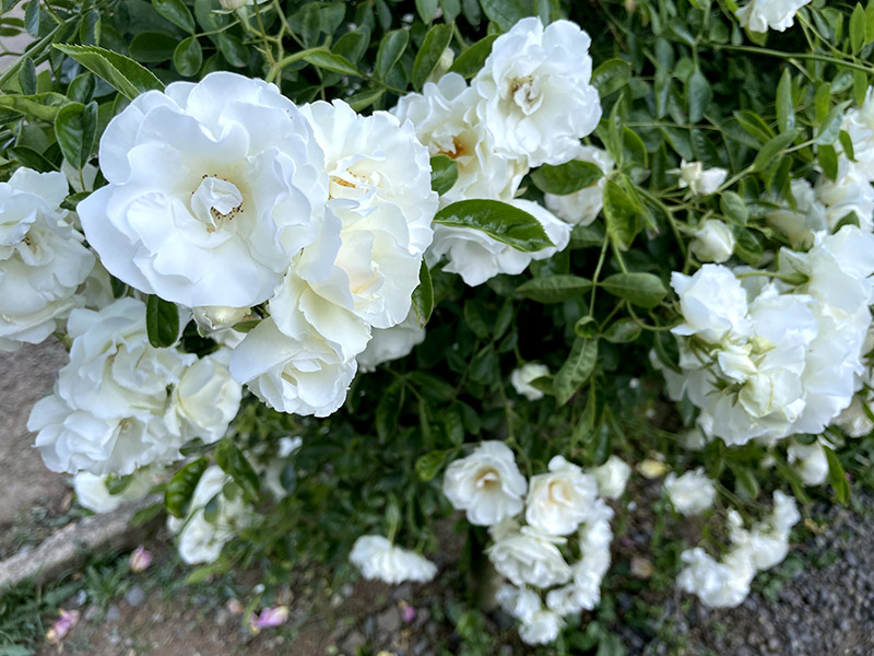 生田緑地バラ苑の薔薇　白いバラ