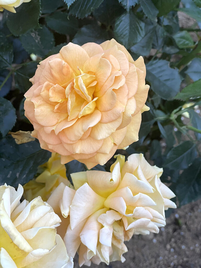 生田緑地バラ苑の薔薇　オレンジ　黄色　淡いピンク　白の薔薇