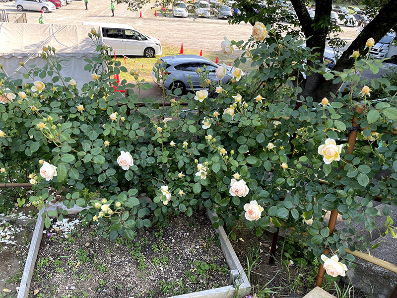 生田緑地バラ苑の薔薇　淡いピンクの薔薇