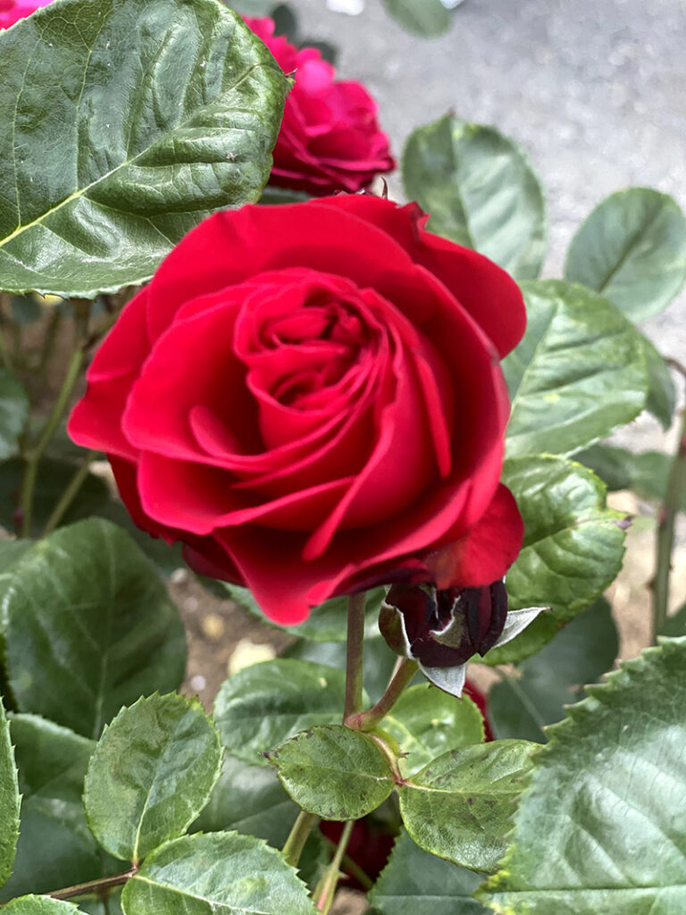 生田緑地バラ苑の薔薇　真っ赤なバラ