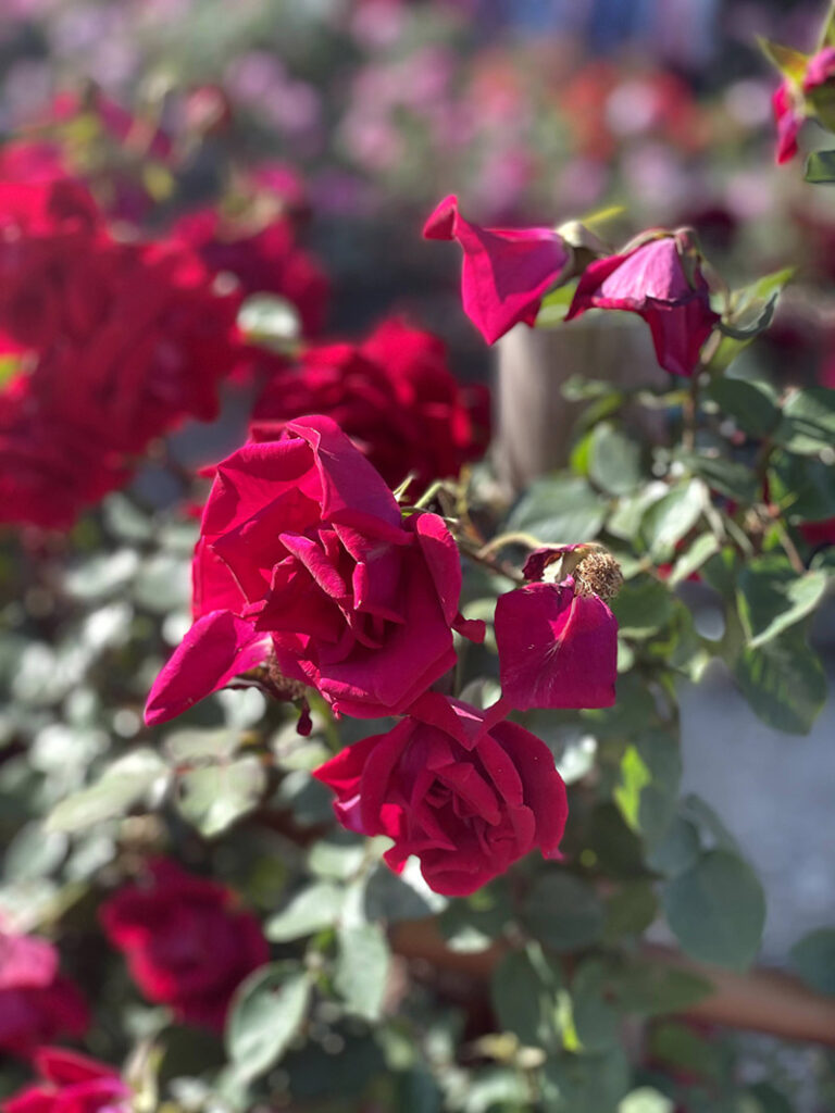 生田緑地バラ苑の薔薇　真っ赤なバラ