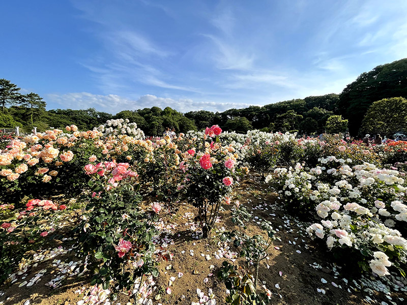 生田緑地バラ苑の薔薇　淡いピンクの薔薇