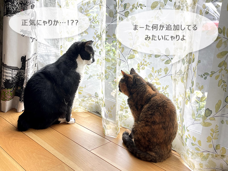 猫の会話