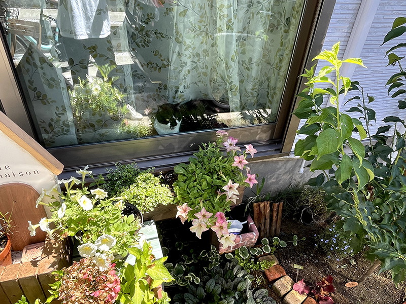庭のサフィニアと窓辺の猫