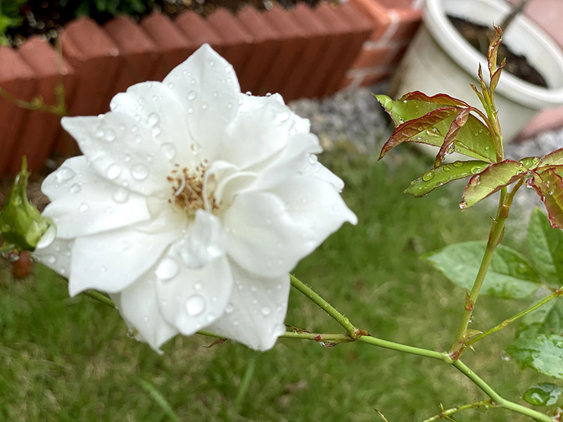バラ（アイスバーグ）の花