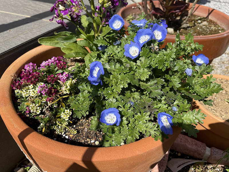 春 庭 ガーデニング 花壇 ネモフィラ 青い花