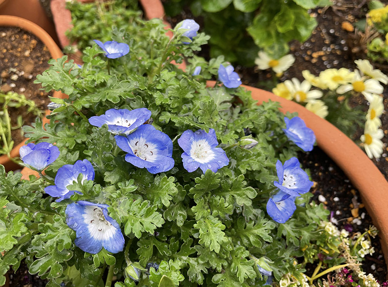 春 庭 ガーデニング 花壇 ネモフィラ 青い花