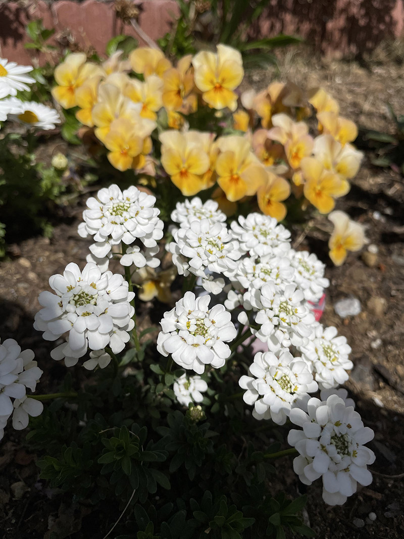 春 庭 ガーデニング 花壇 ビオラ イベリス