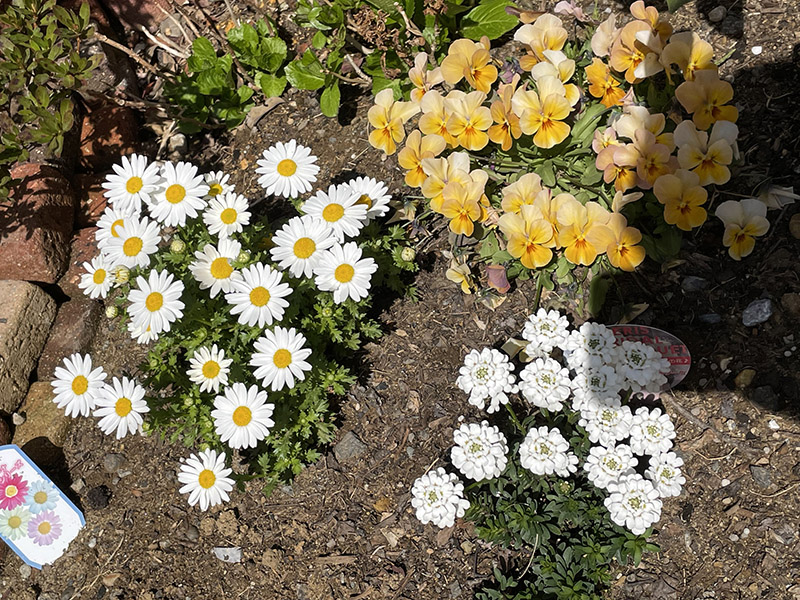 春 庭 ガーデニング 花壇 ビオラ ノースポール イベリス