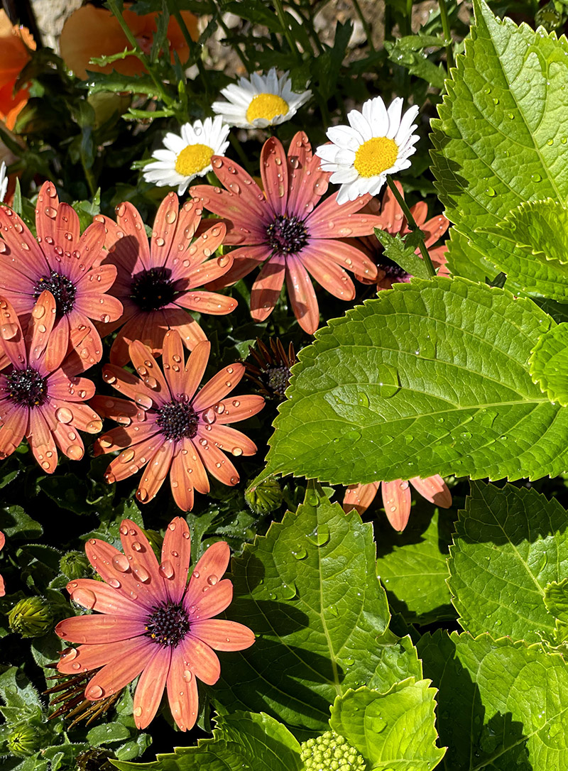 春 庭 ガーデニング 花壇 オステオスペルマムとノースポールと紫陽花