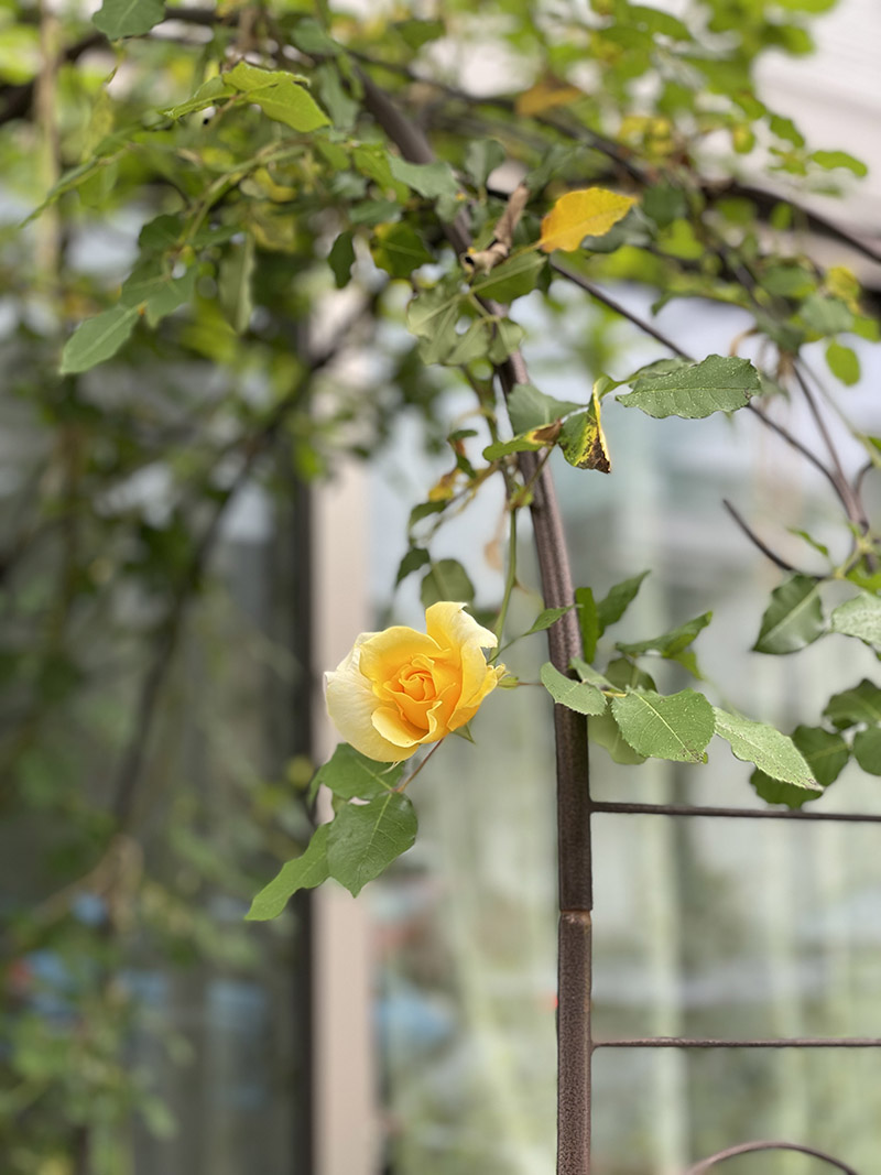 庭 黄色い薔薇 つるゴールドバニーの蕾が咲いてきた様子