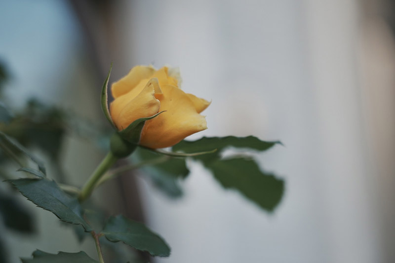 庭 黄色い薔薇 つるゴールドバニーの蕾が咲いてきた様子