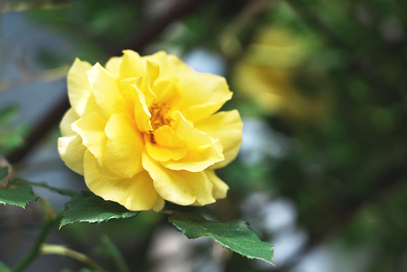 庭 黄色い薔薇 つるゴールドバニーの蕾が満開に咲いた様子