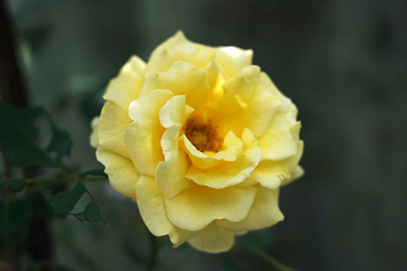 庭 黄色い薔薇 つるゴールドバニーの蕾が満開に咲いた様子